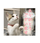 猫のテラと仲間たち 番外編2（個別スタンプ：4）