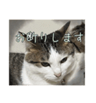 猫のテラと仲間たち 番外編2（個別スタンプ：5）