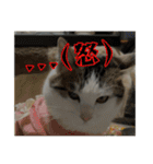 猫のテラと仲間たち 番外編2（個別スタンプ：6）