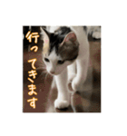 猫のテラと仲間たち 番外編2（個別スタンプ：7）