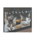 猫のテラと仲間たち 番外編2（個別スタンプ：8）
