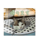 猫のテラと仲間たち 番外編2（個別スタンプ：9）