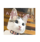 猫のテラと仲間たち 番外編2（個別スタンプ：10）