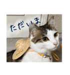猫のテラと仲間たち 番外編2（個別スタンプ：11）