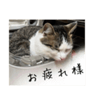 猫のテラと仲間たち 番外編2（個別スタンプ：12）