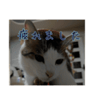 猫のテラと仲間たち 番外編2（個別スタンプ：13）