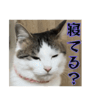 猫のテラと仲間たち 番外編2（個別スタンプ：14）