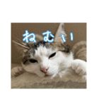 猫のテラと仲間たち 番外編2（個別スタンプ：15）