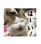 猫のテラと仲間たち 番外編2（個別スタンプ：16）