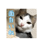 猫のテラと仲間たち 番外編2（個別スタンプ：17）
