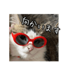 猫のテラと仲間たち 番外編2（個別スタンプ：18）