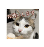 猫のテラと仲間たち 番外編2（個別スタンプ：19）