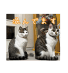 猫のテラと仲間たち 番外編2（個別スタンプ：20）
