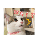 猫のテラと仲間たち 番外編2（個別スタンプ：21）