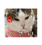 猫のテラと仲間たち 番外編2（個別スタンプ：22）