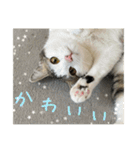 猫のテラと仲間たち 番外編2（個別スタンプ：23）