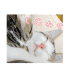 猫のテラと仲間たち 番外編2（個別スタンプ：24）