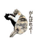 かわいいももちゃ（個別スタンプ：14）
