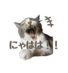 かわいいももちゃ（個別スタンプ：24）