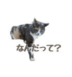 かわいいももちゃ（個別スタンプ：30）
