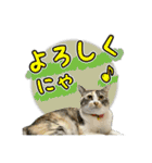 保護猫物語-ピート＆チルル- Vol.1（個別スタンプ：2）