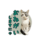 保護猫物語-ピート＆チルル- Vol.1（個別スタンプ：3）