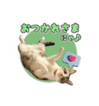 保護猫物語-ピート＆チルル- Vol.1（個別スタンプ：4）