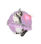 保護猫物語-ピート＆チルル- Vol.1（個別スタンプ：5）