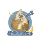 保護猫物語-ピート＆チルル- Vol.1（個別スタンプ：8）