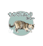 保護猫物語-ピート＆チルル- Vol.1（個別スタンプ：9）