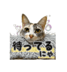 保護猫物語-ピート＆チルル- Vol.1（個別スタンプ：10）