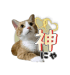 保護猫物語-ピート＆チルル- Vol.1（個別スタンプ：11）