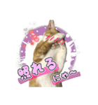 保護猫物語-ピート＆チルル- Vol.1（個別スタンプ：12）