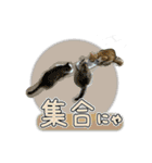 保護猫物語-ピート＆チルル- Vol.1（個別スタンプ：13）