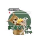 保護猫物語-ピート＆チルル- Vol.1（個別スタンプ：16）