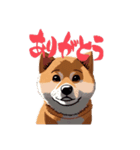 shibainu_202401（個別スタンプ：6）