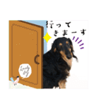 美人犬こむぎ 6  身近なスタンプ（個別スタンプ：1）