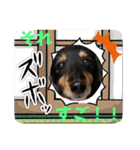 美人犬こむぎ 6  身近なスタンプ（個別スタンプ：11）