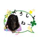 美人犬こむぎ 6  身近なスタンプ（個別スタンプ：13）