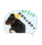 美人犬こむぎ 6  身近なスタンプ（個別スタンプ：28）