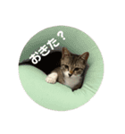 ぼくレオ。使ってね。（個別スタンプ：1）