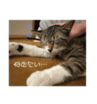 ぼくレオ。使ってね。（個別スタンプ：5）