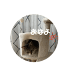ぼくレオ。使ってね。（個別スタンプ：6）
