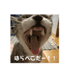 ぼくレオ。使ってね。（個別スタンプ：11）