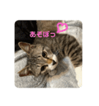 ぼくレオ。使ってね。（個別スタンプ：12）