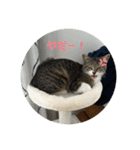ぼくレオ。使ってね。（個別スタンプ：16）
