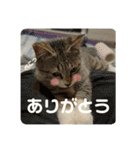 ぼくレオ。使ってね。（個別スタンプ：23）