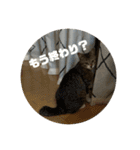 ぼくレオ。使ってね。（個別スタンプ：24）