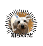 ミニチュアダックスとワイヤーダックスno.3（個別スタンプ：1）
