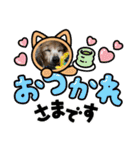 ミニチュアダックスとワイヤーダックスno.3（個別スタンプ：5）